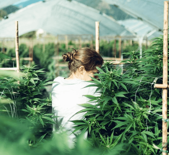 Seguici su Instagram Sun Valley Hemp