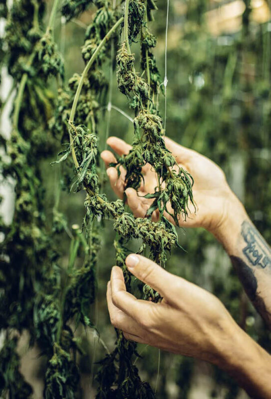 Canapa Light Sun Valley Hemp